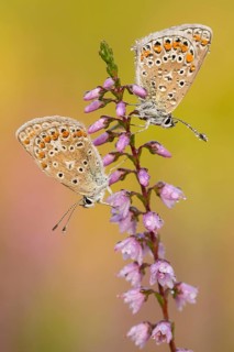 Hauhechel blue
