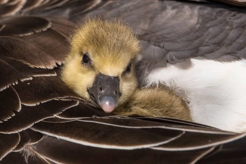 Greylag goose