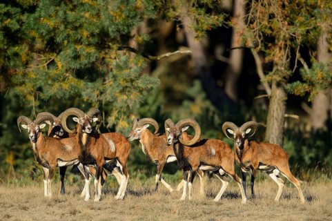 Mouflons