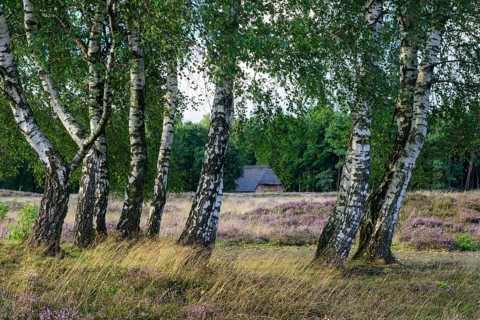Pestruper cemetery