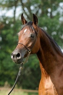 Arabian thoroughbred
