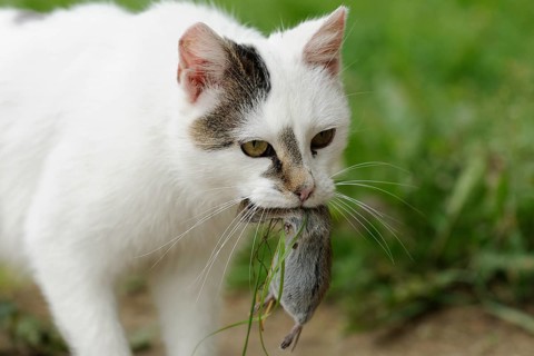 House cat with captured mouse