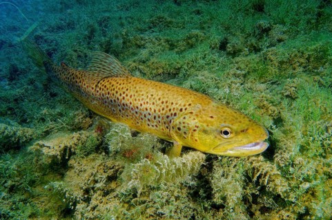 Brown Trout