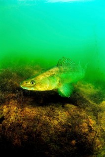 Zander