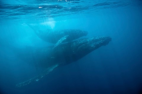 Humpback whales