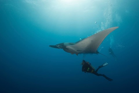 Scuba diver and