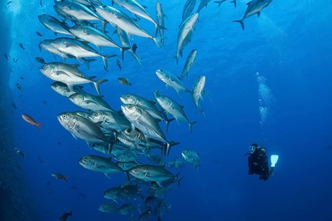 Scuba Diver and Shoal of Bigeye Trevally