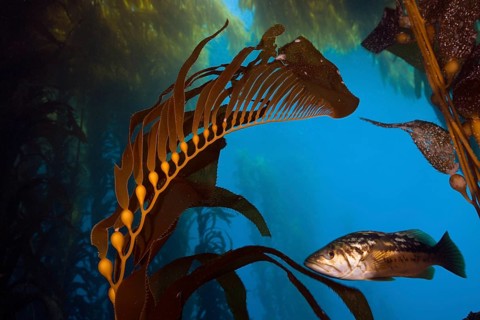 Kelp perch in kelp forest