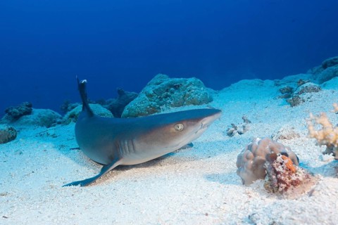 Whitetip reef shark