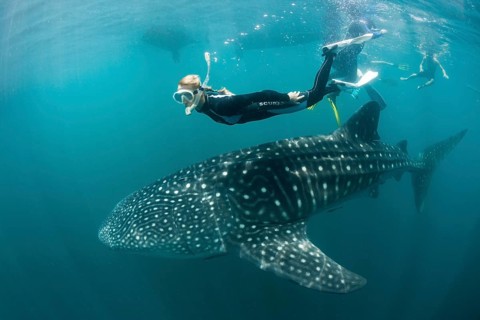 Whale shark