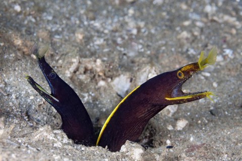 Two juvenile ghost morays