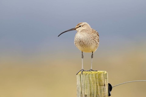 Whimbrel