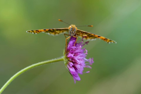 Knapweed fritillary