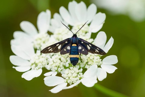 Nine-spotted moth