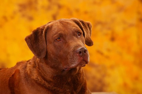 Chesapeake Bay Retriever