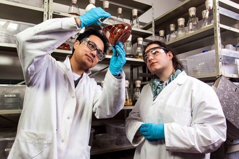 Scientists examine samples in the fungus room at the Institute for Pharmaceutical Biology and Biotechnology at Heinrich Heine University Duesseldorf
