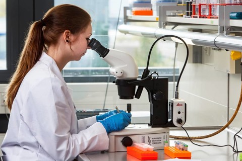Biology student at the microscope at the Faculty of Biology in the University of Duisburg-Essen during research work