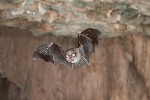 Lesser horseshoe bat