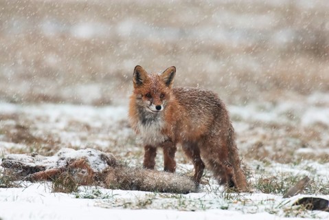 Fox