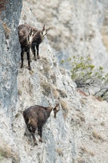 Chamois or goats