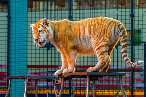 Tiger