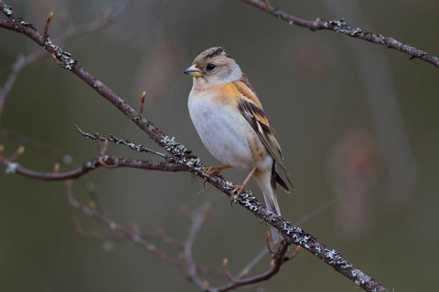 Brambling