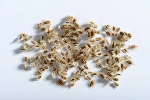 Wild carrot