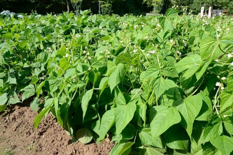 Broad beans
