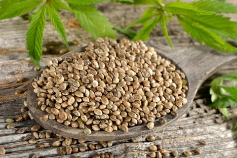 Ordinary hemp
