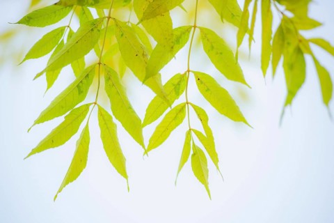 Pecantree