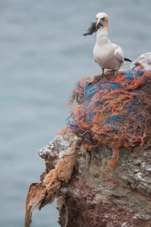 Dead gannet