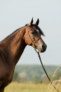 Arabian thoroughbred