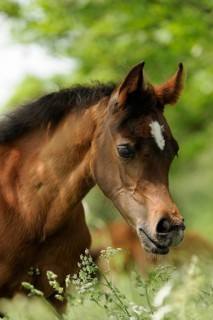 Arabian thoroughbred