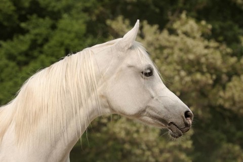 Arabian thoroughbred