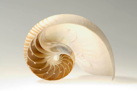 Nautilus