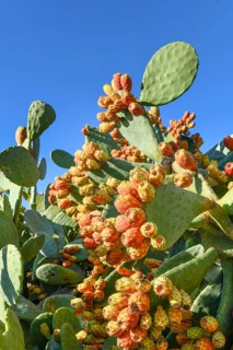 Prickly pears