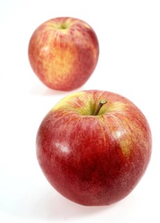 Malus domestica