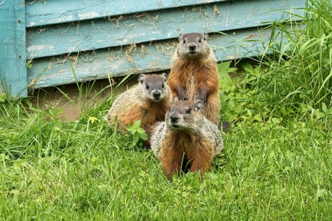 Woodchucks