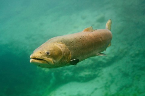 Danube salmon