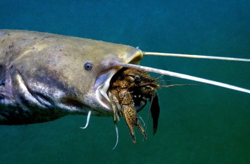 Catfish eating crayfish
