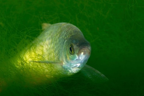 Prussian carp
