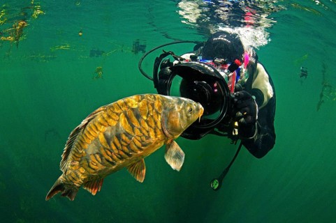 Diver with carp