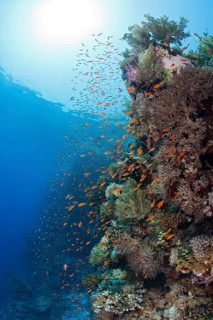 Harem flagfish on the reef