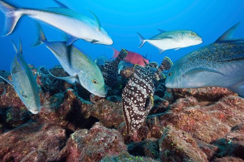Bluefin trevallies