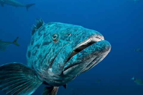 Potato Grouper