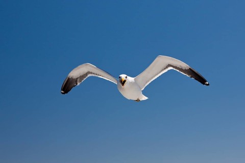 Kelp Gull