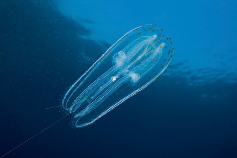 Iridescent ribbed jellyfish