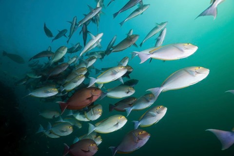 Shoal of grey surgeonfish