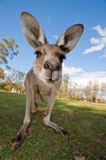 Eastern giant grey kangaroo