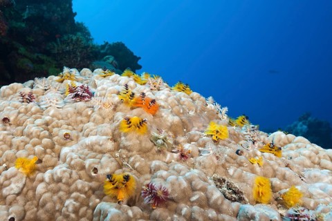 Christmas tree worm